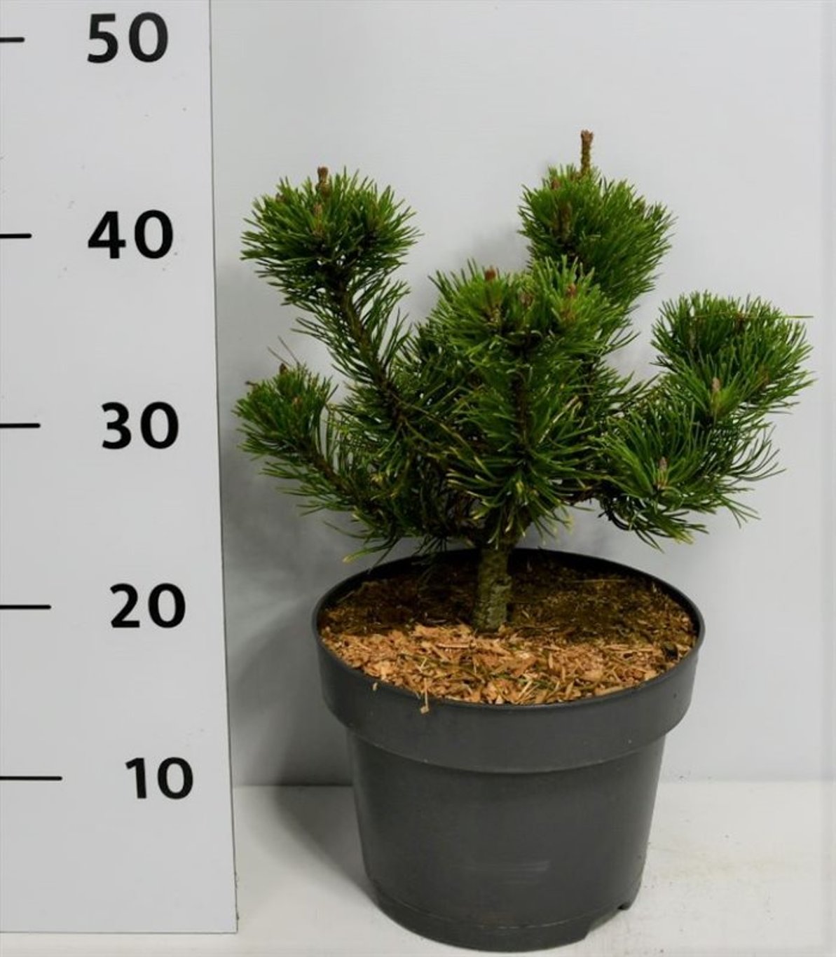 Pinus mugo 'Carstens Wintergold' - C5 30-35 CM